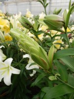 [4152 Doubleen No02.JPG]